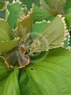 Acalypha wilkesiana Hoffmannii