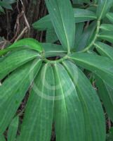 Cheilocostus globosus