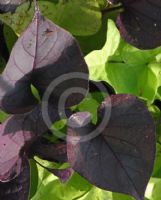 Ipomoea batatas Black Heart