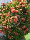 Ixora Prince of Orange