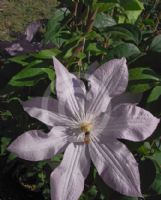 Clematis Proteus