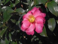Camellia sasanqua Hiryu