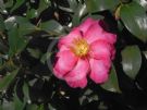 Camellia sasanqua Hiryu