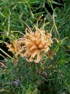 Grevillea juniperina Molonglo