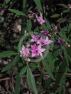 Boronia Telopea Valley Star