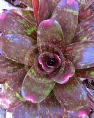 Neoregelia Manoa Beauty