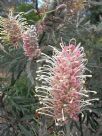 Grevillea Misty Pink