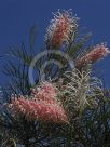 Grevillea Pink Surprise