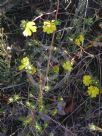 Hibbertia cistiflora