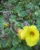 Hibiscus brackenridgei mokuleianus