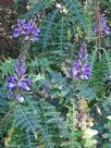 Acanthus eminens