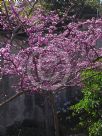 Cercis canadensis Forest Pansy