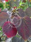 Cercis canadensis Forest Pansy