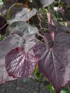 Cercis canadensis Forest Pansy