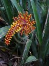 Aechmea caudata