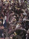 Cordyline fruticosa Caruba Black