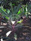 Cordyline fruticosa Pink Diamond