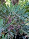 Cordyline fruticosa Pink Diamond