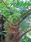 Cyathea baileyana