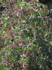 Cestrum cultum Cretan Purple