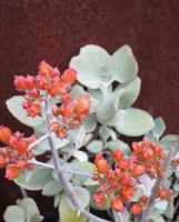 Kalanchoe bracteata