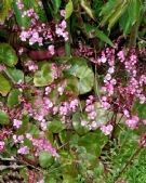 Begonia Erythrophylla