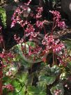 Begonia Erythrophylla
