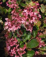 Begonia Oyster Leaf