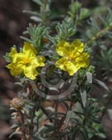 Hibbertia cistoidea