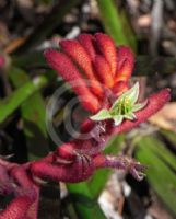 Anigozanthos Bush Ranger