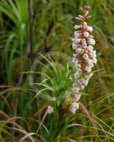 Dracophyllum secundum