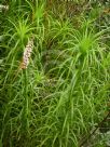 Dracophyllum secundum