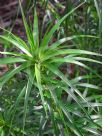 Dracophyllum secundum