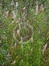 Dracophyllum secundum