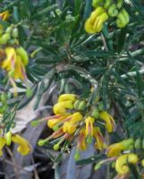 Grevillea Goldrush