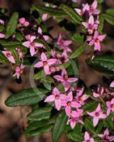 Boronia mollis Lorne Pride