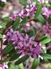 Boronia mollis Lorne Pride