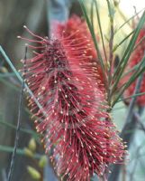 Hakea bucculenta