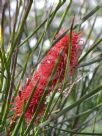 Hakea bucculenta