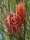 Hakea bucculenta