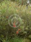 Hakea bucculenta