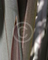 Phormium tenax Purpureum Group