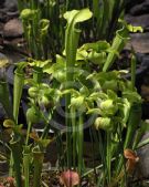 Sarracenia oreophila