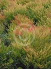 Nandina domestica Gulf Stream