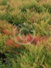 Nandina domestica Gulf Stream