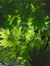 Acer japonicum Vitifolium