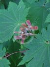 Acer japonicum Vitifolium