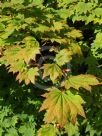 Acer japonicum Vitifolium