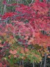 Acer japonicum Vitifolium