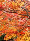 Acer japonicum Vitifolium